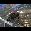 Die Sporne sind mit Klebeband hochgebunden, das entschärft den Kampf